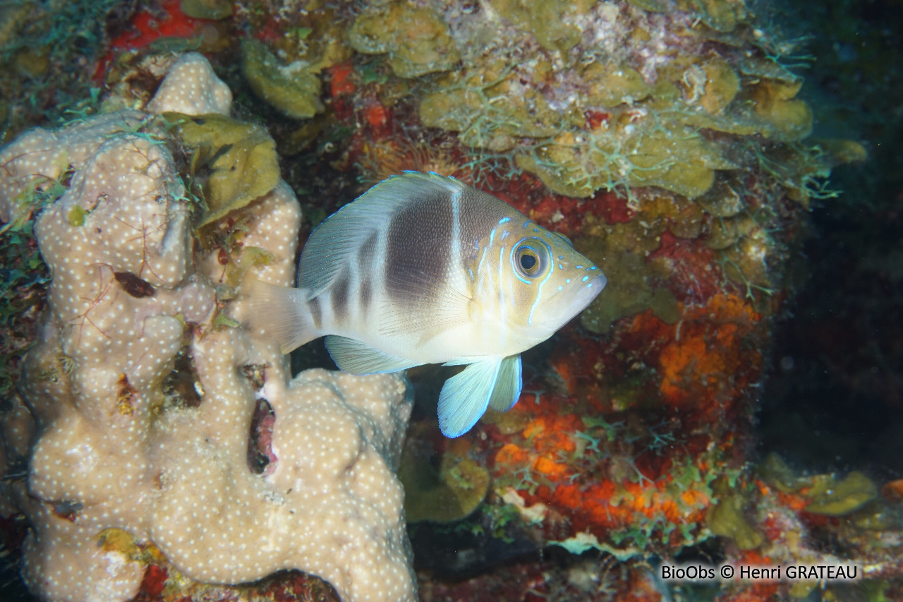 Hamlet marbré - Hypoplectrus puella - Henri GRATEAU - BioObs