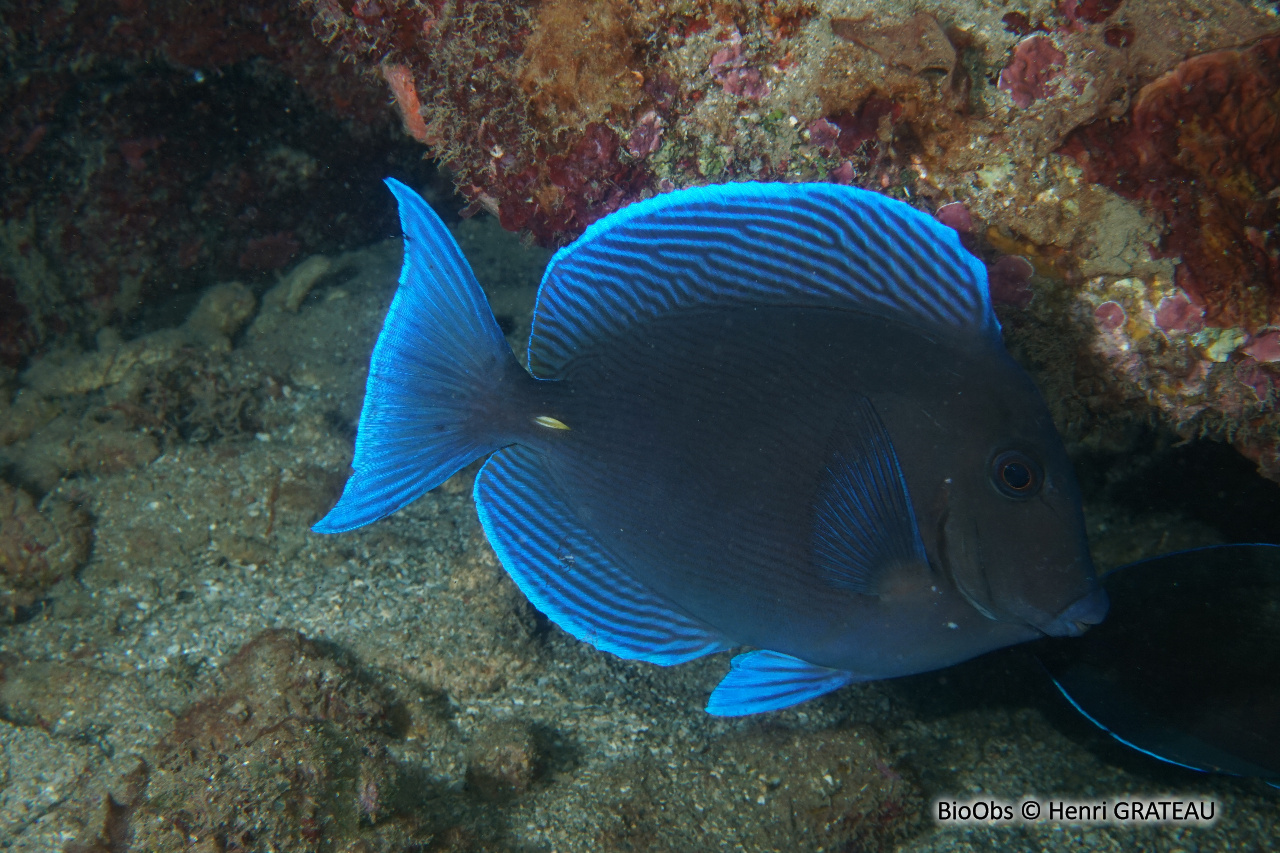 Chirurgien bleu - Acanthurus coeruleus - Henri GRATEAU - BioObs