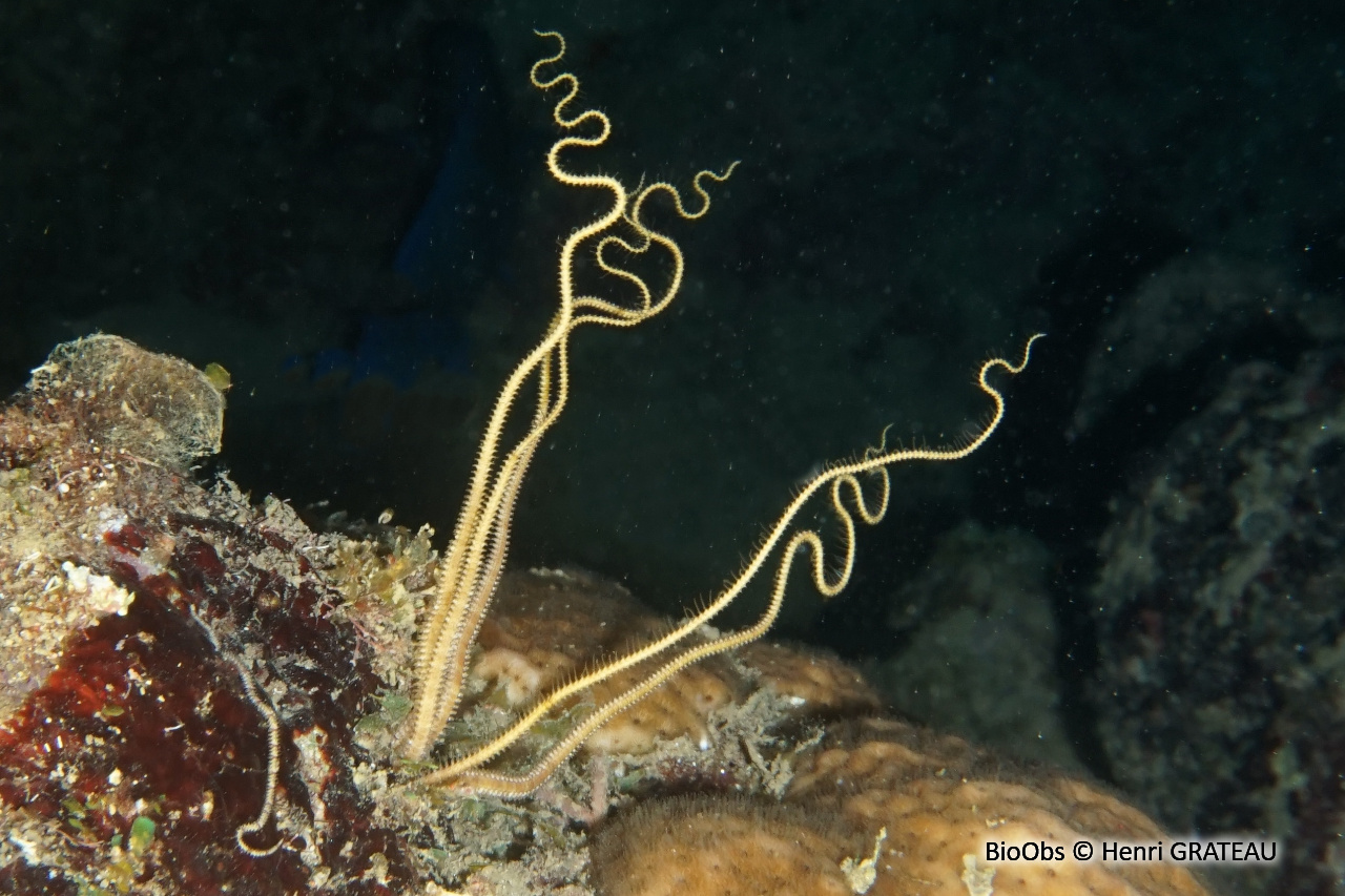 Ophiure araignée des Antilles - Ophiopsila riisei - Henri GRATEAU - BioObs
