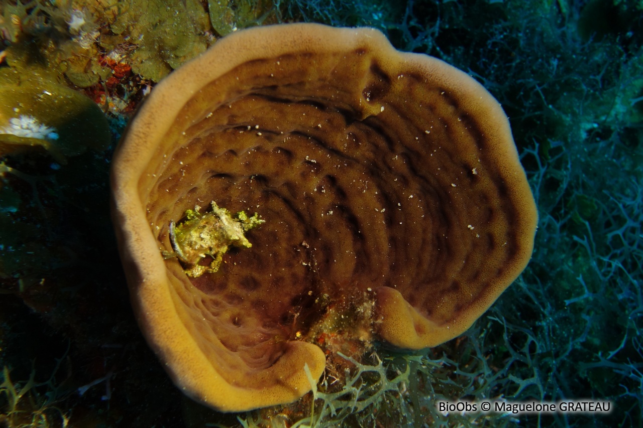 Eponge-bol brune - Cribrochalina vasculum - Maguelone GRATEAU - BioObs