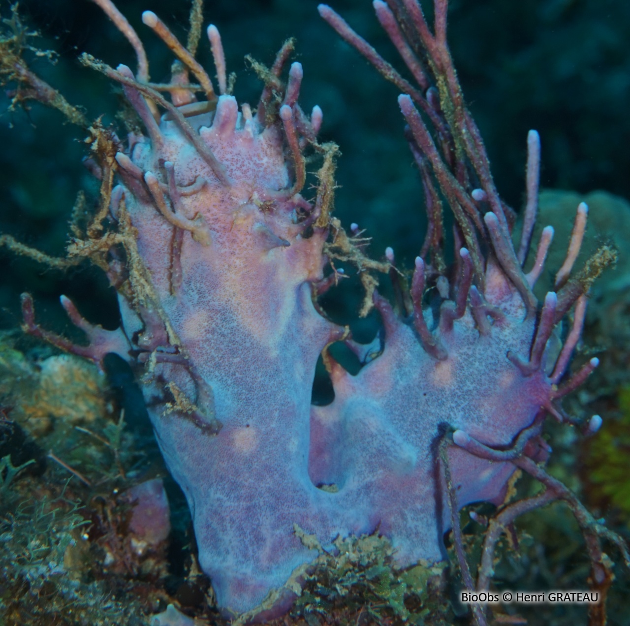Eponge à petites branches - Aplysina insularis - Henri GRATEAU - BioObs