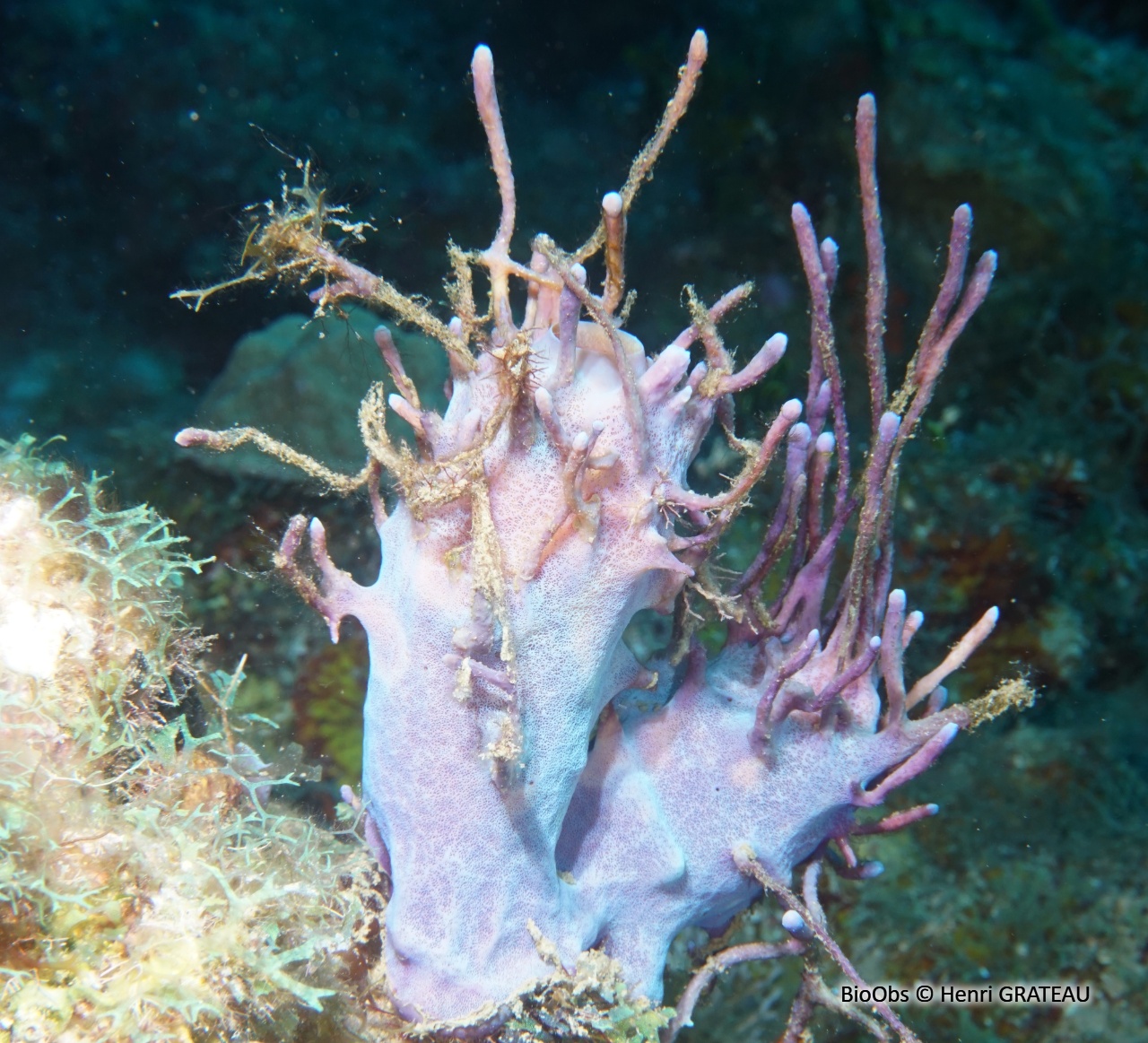Eponge à petites branches - Aplysina insularis - Henri GRATEAU - BioObs