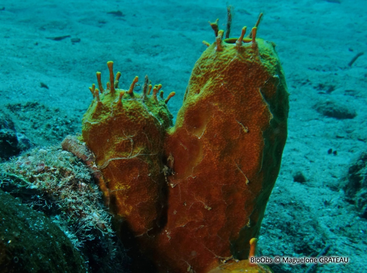 Eponge à petites branches - Aplysina insularis - Maguelone GRATEAU - BioObs