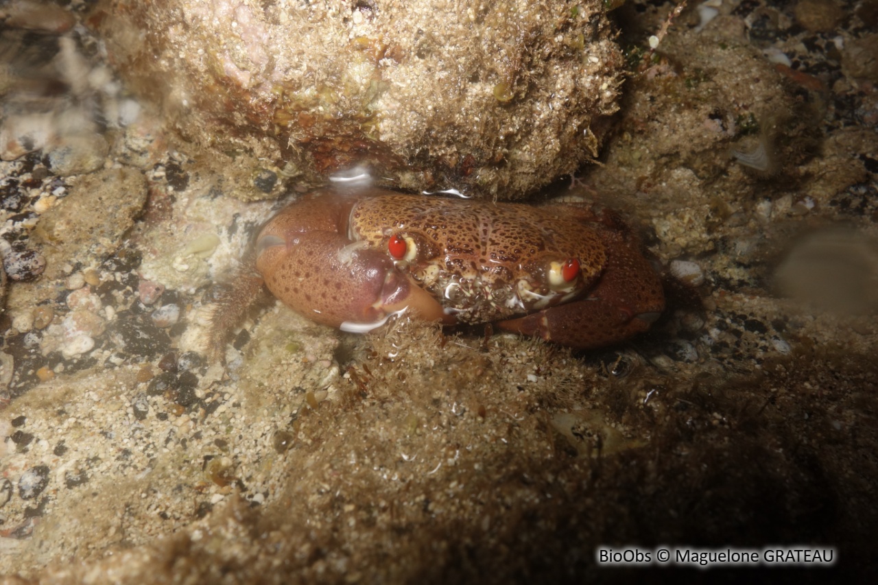 Crabe lisse aux yeux rouges - Eriphia sebana - Maguelone GRATEAU - BioObs