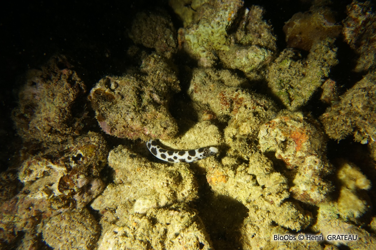 Anguille-serpent maculée - Myrichthys maculosus - Henri  GRATEAU - BioObs