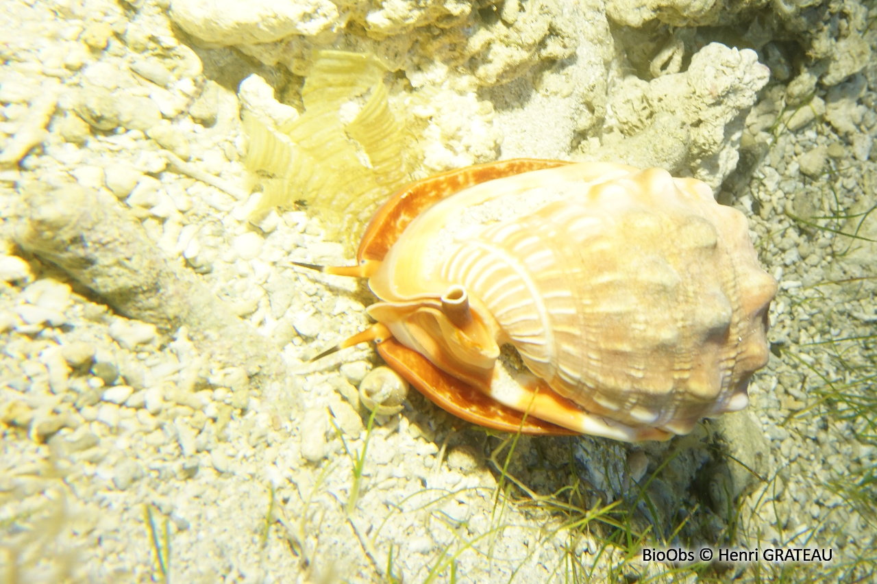 Casque cornu - Cassis cornuta - Henri GRATEAU - BioObs