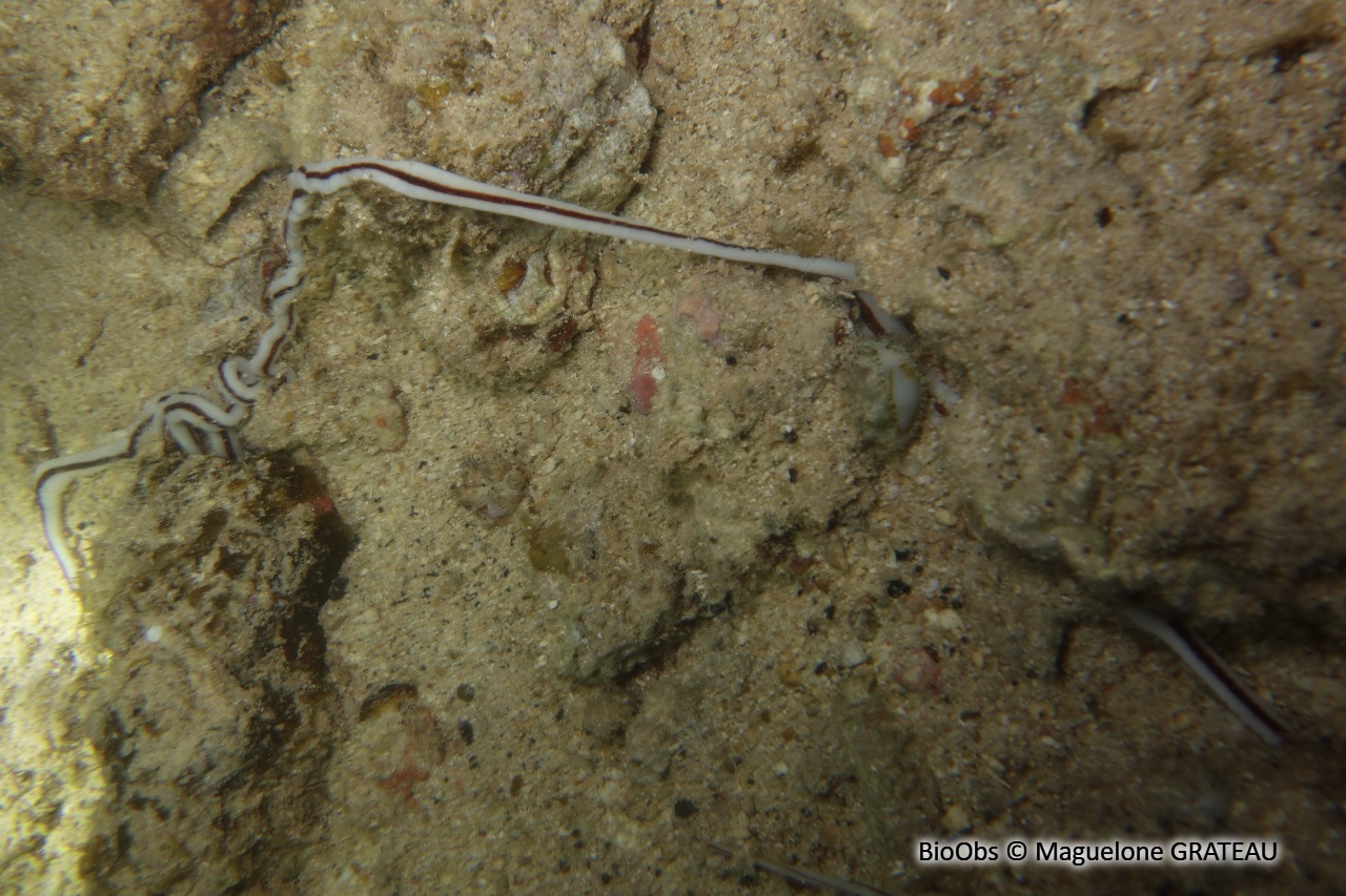 Ver rubané du Mozambique - Baseodiscus hemprichii - Maguelone GRATEAU - BioObs