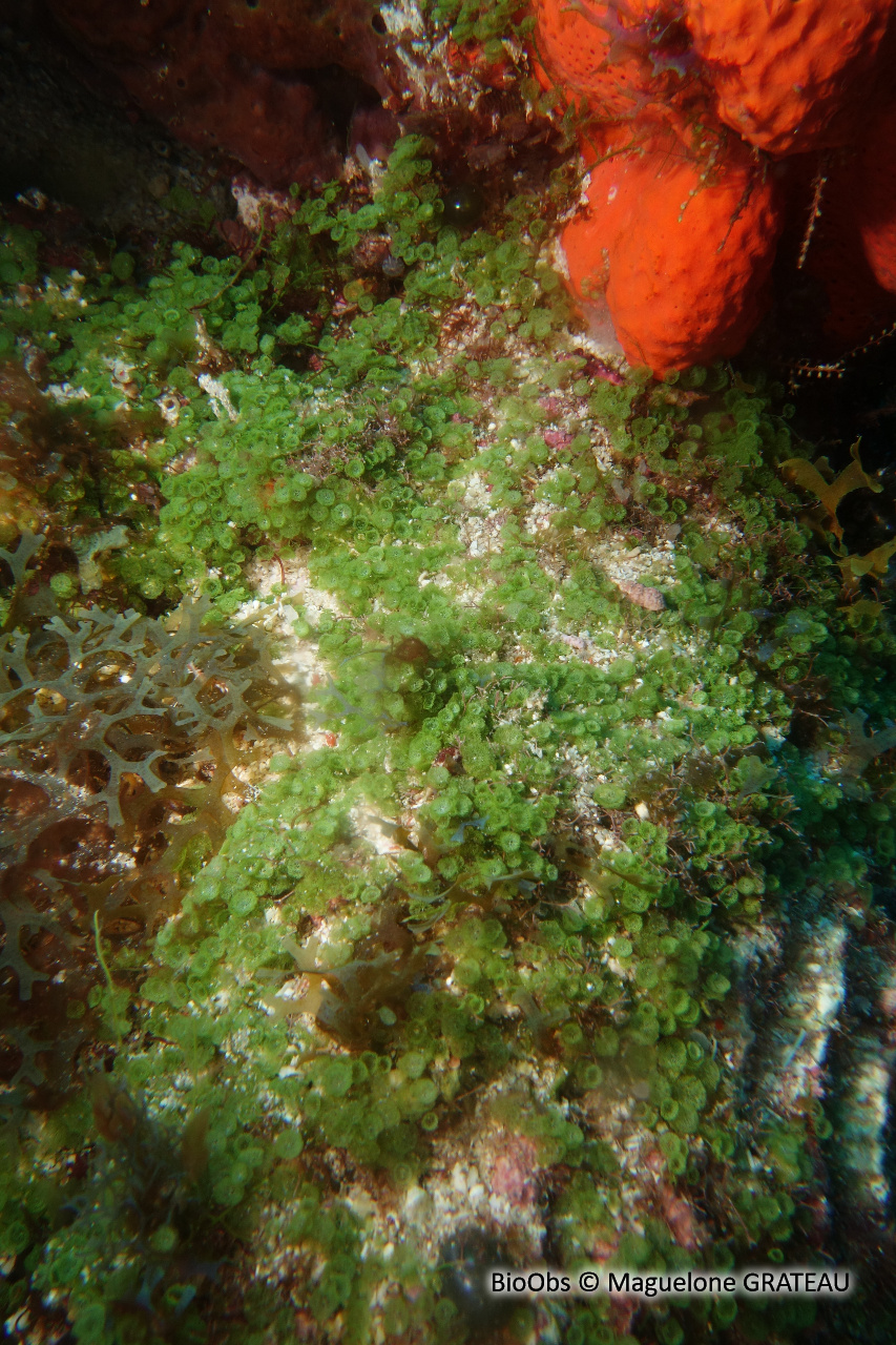 Algue petit pompon - Caulerpa verticillata - Maguelone GRATEAU - BioObs