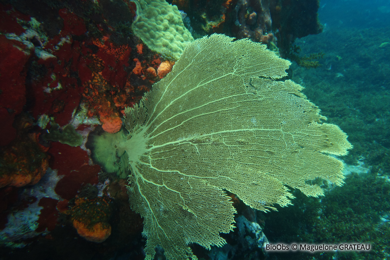 Eventail de mer de Vénus - Gorgonia flabellum - Maguelone GRATEAU - BioObs
