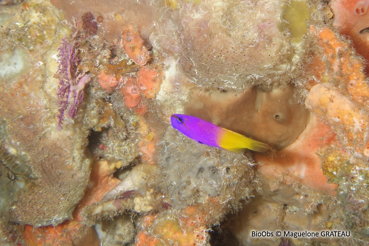 Gramma royal - Gramma loreto - Maguelone GRATEAU - BioObs