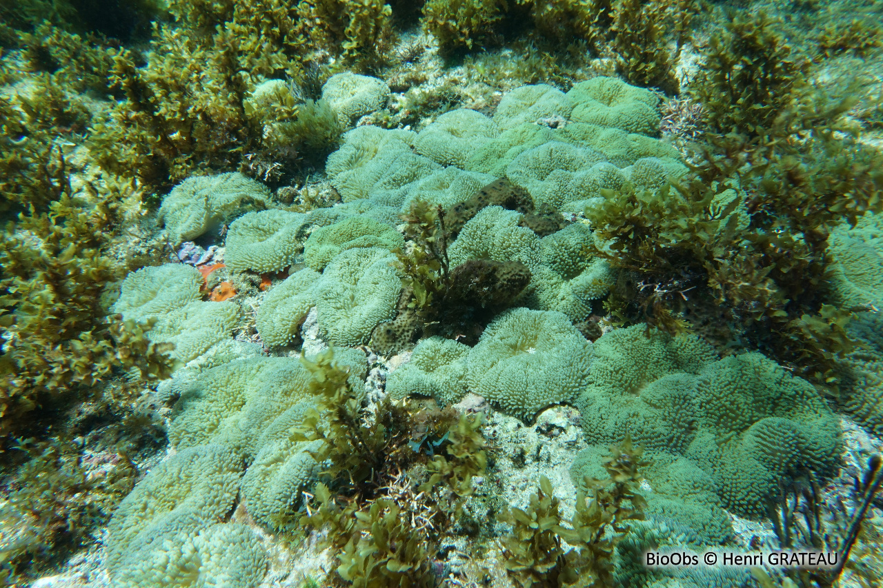 Anémone solaire caraibes - Stichodactyla helianthus - Henri GRATEAU - BioObs