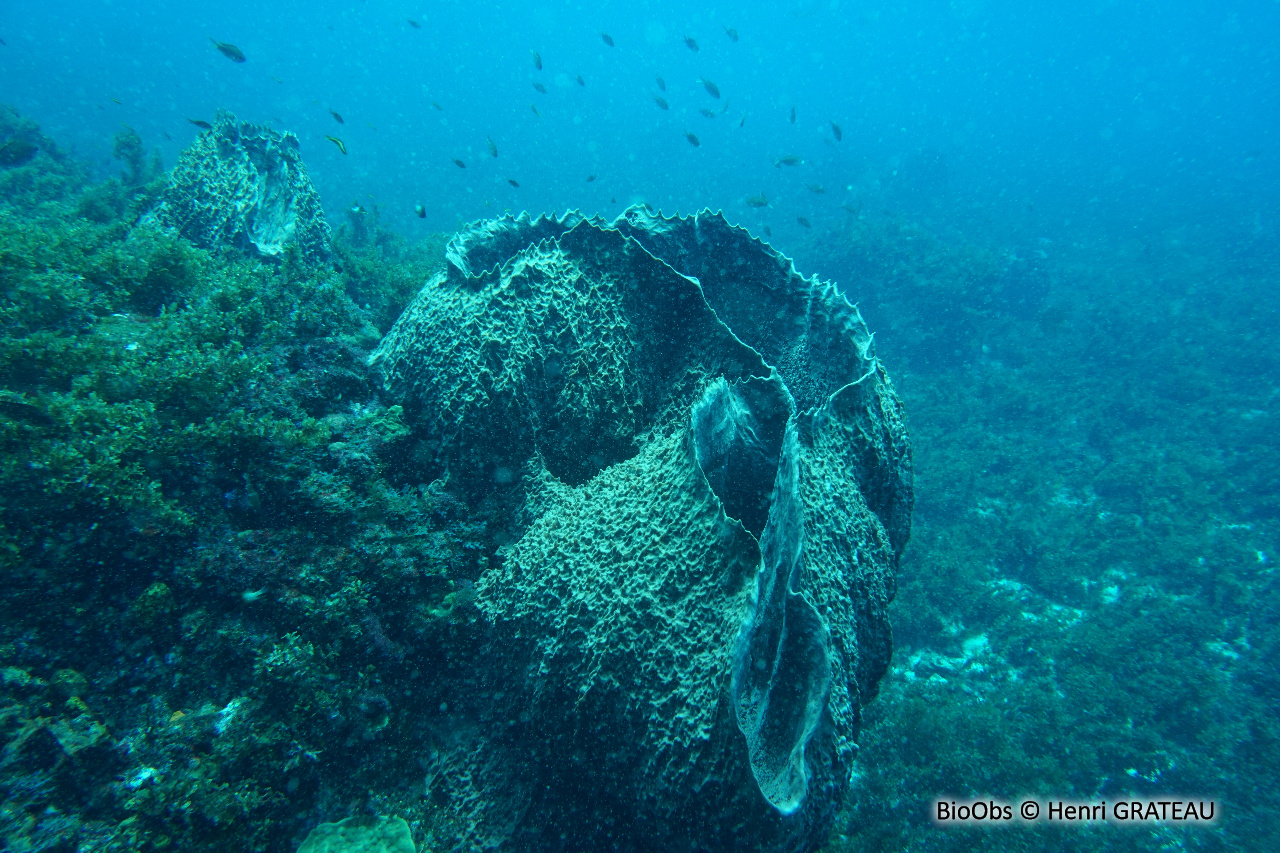 Baril de rhum - Xestospongia muta - Henri GRATEAU - BioObs