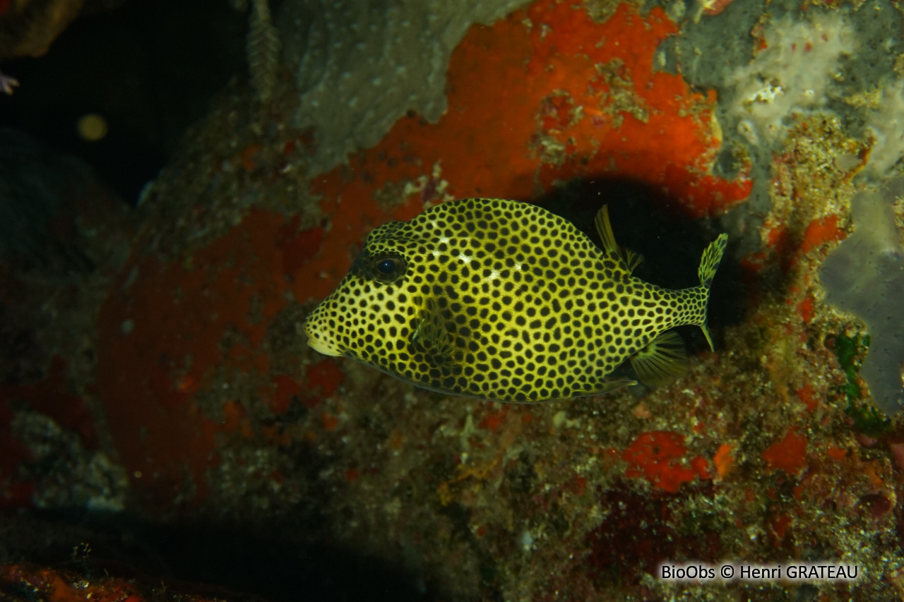 Coffre zinga - Lactophrys bicaudalis - Henri GRATEAU - BioObs