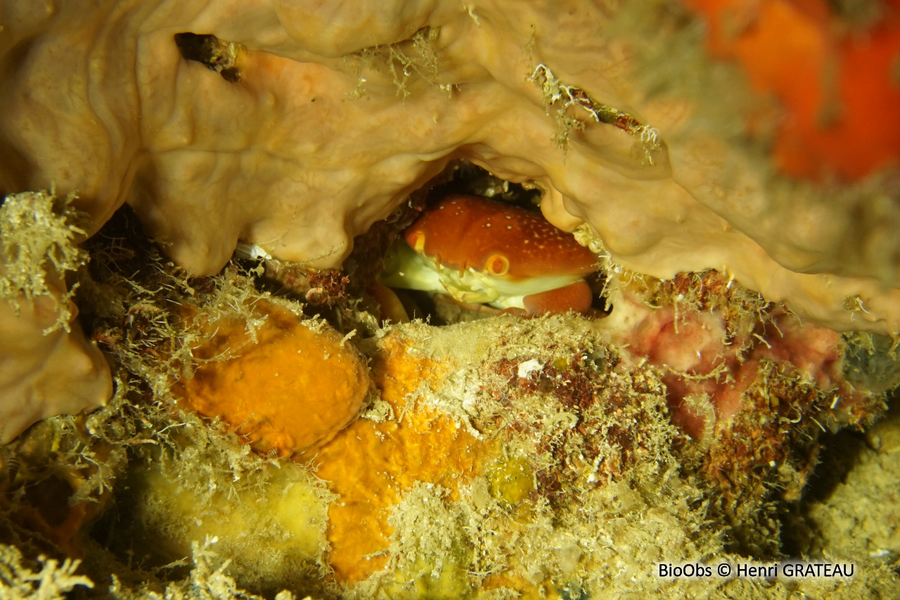 Crabe bombé Antillais - Carpilius corallinus - Henri GRATEAU - BioObs