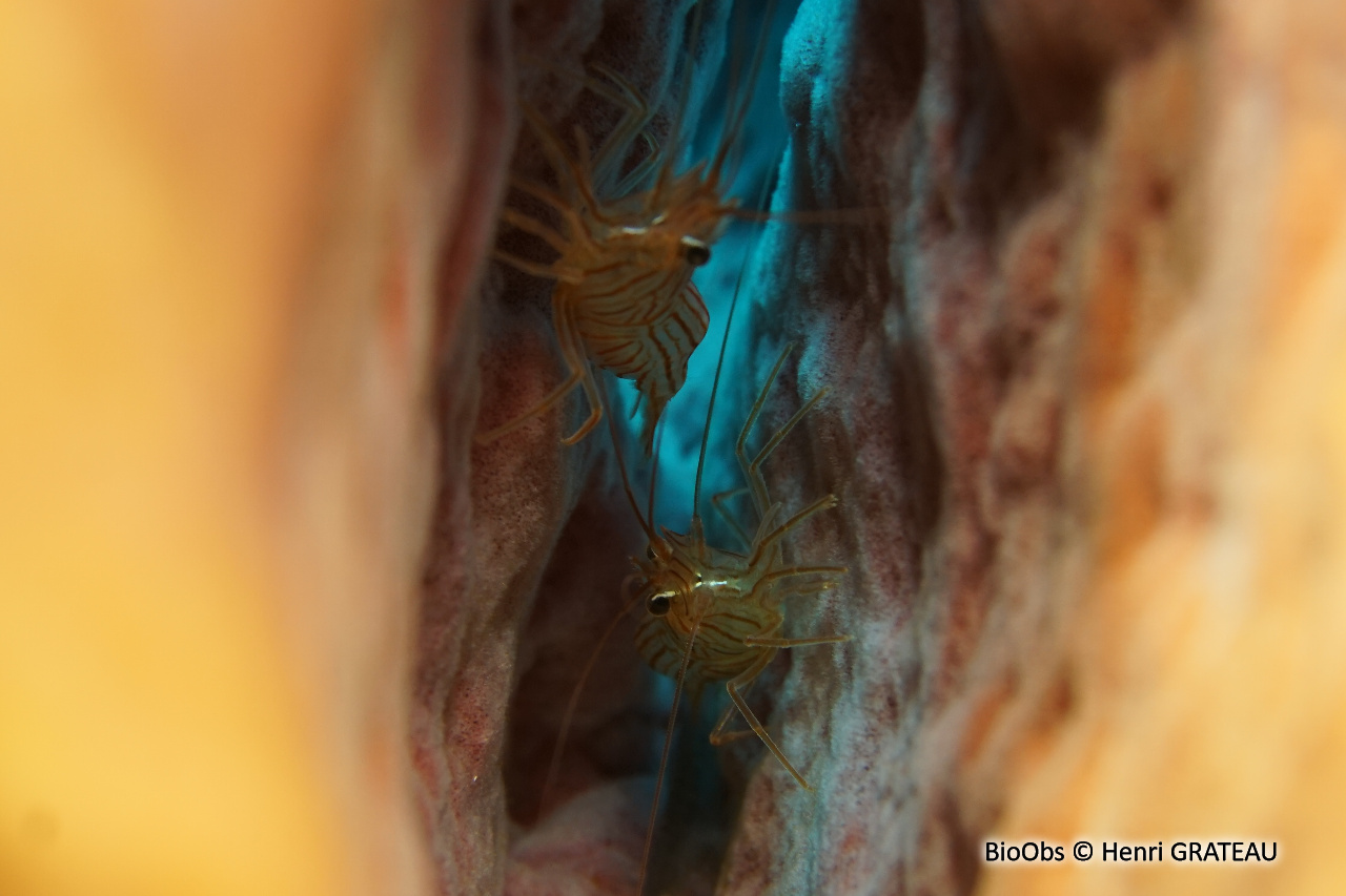 Crevette des éponges tubulaires - Lysmata pederseni - Henri GRATEAU - BioObs