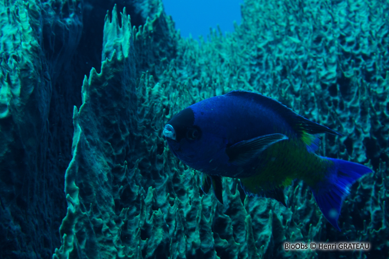 Manioc-bouteille - Clepticus parrae - Henri GRATEAU - BioObs