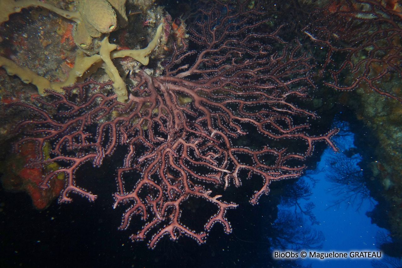 Gorgone rousse - Iciligorgia schrammi - Maguelone GRATEAU - BioObs