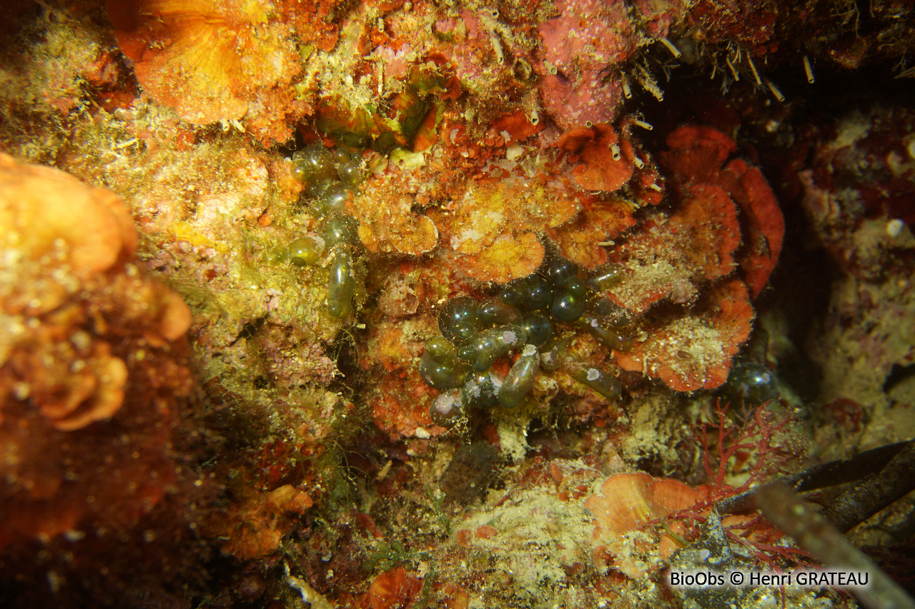 Valonie tubuleuse - Valonia utricularis - Henri GRATEAU - BioObs