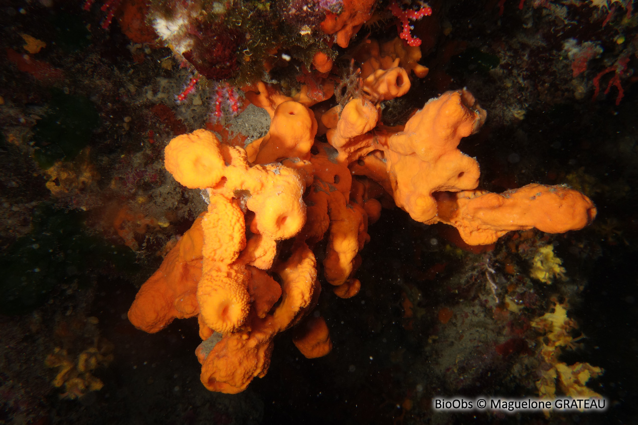 Agelas orangée - Agelas oroides - Maguelone GRATEAU - BioObs