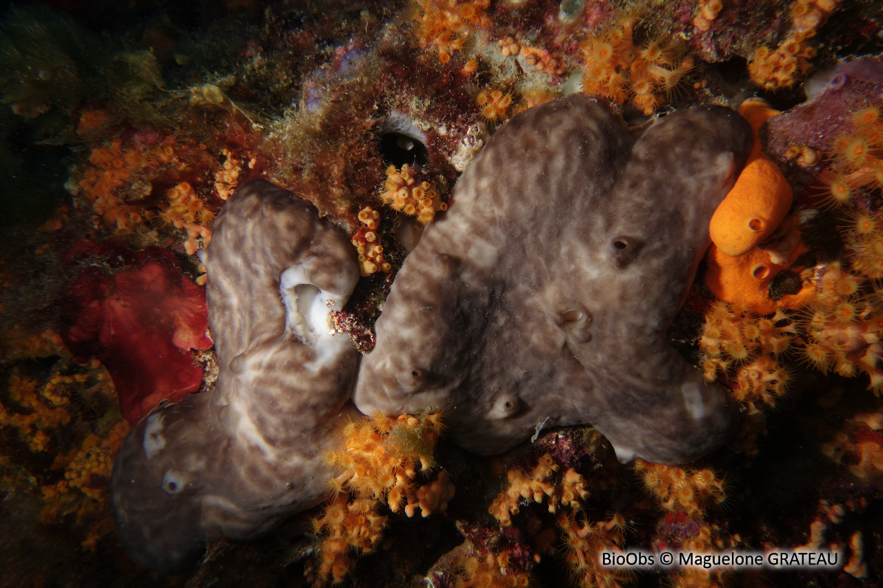 Eponge rognon - Chondrosia reniformis - Maguelone GRATEAU - BioObs