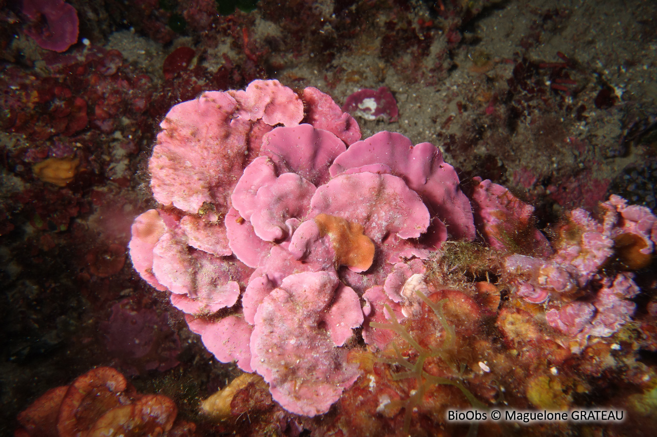 Feuille de pierre encorbellée - Lithophyllum stictiforme - Maguelone GRATEAU - BioObs