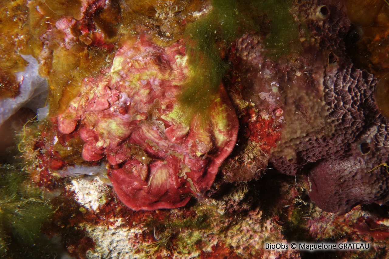 Peyssonnele calcifiée - Peyssonnelia rosa-marina - Maguelone GRATEAU - BioObs