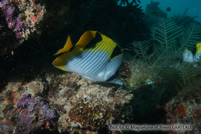 Poisson-papillon à selles - Chaetodon falcula - Maguelone GRATEAU - BioObs