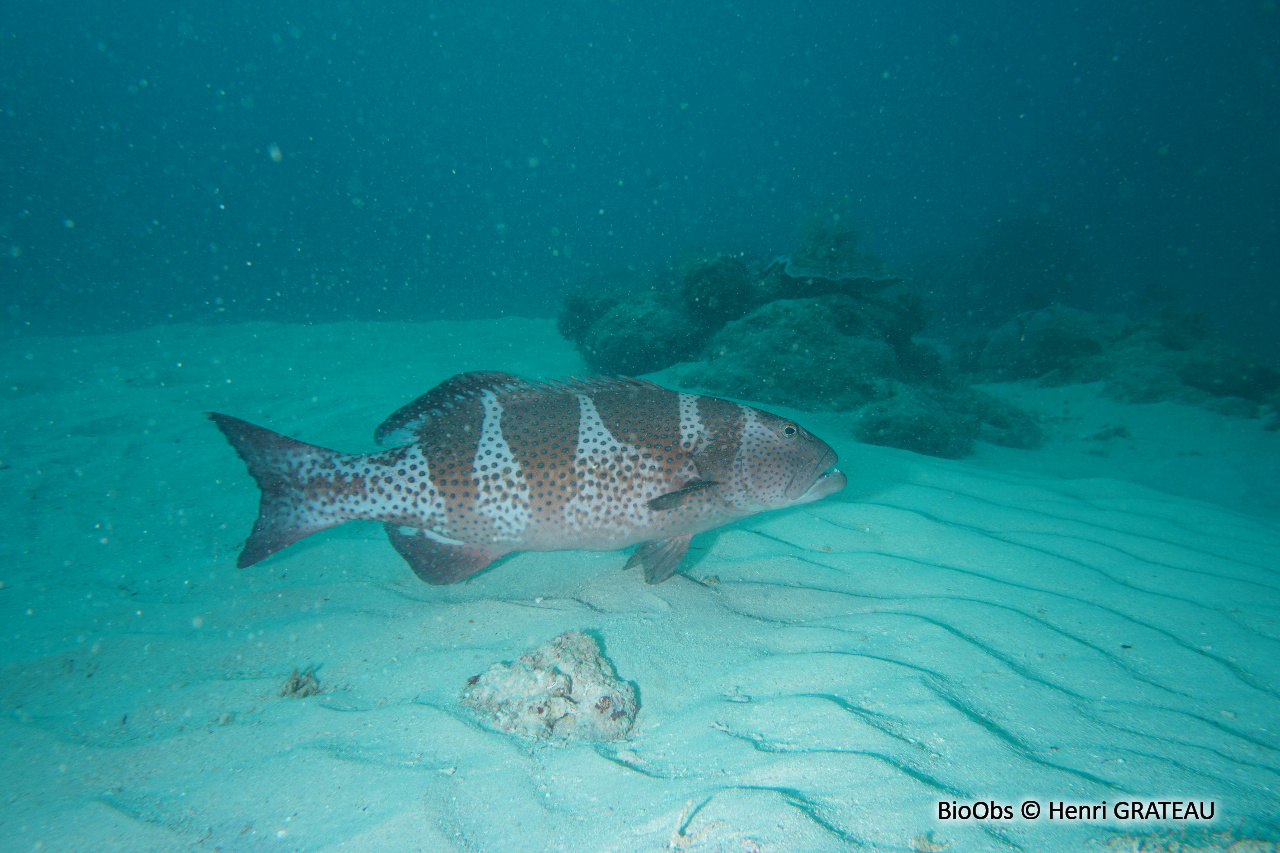 Mérou sellé - Plectropomus laevis - Henri GRATEAU - BioObs