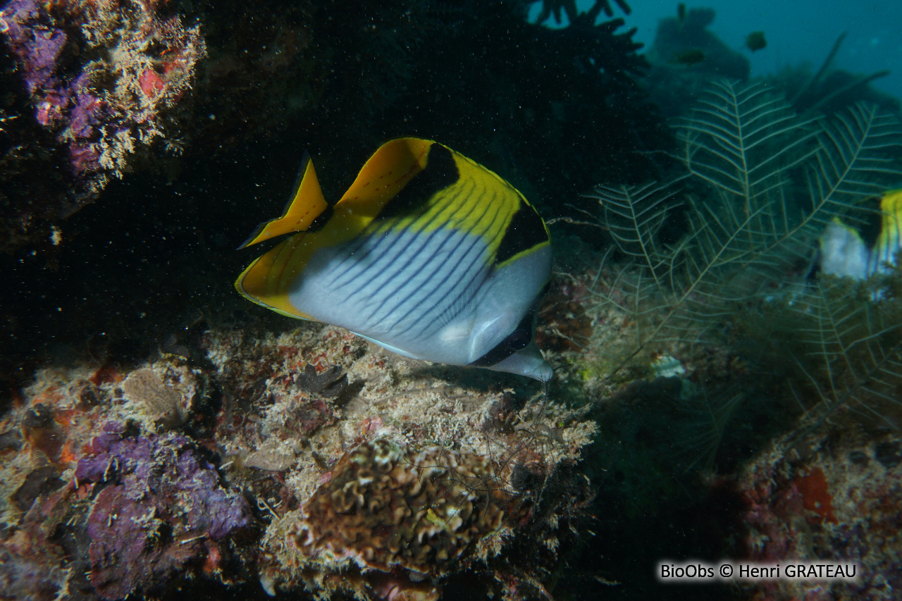 Poisson-papillon à selles - Chaetodon falcula - Henri GRATEAU - BioObs