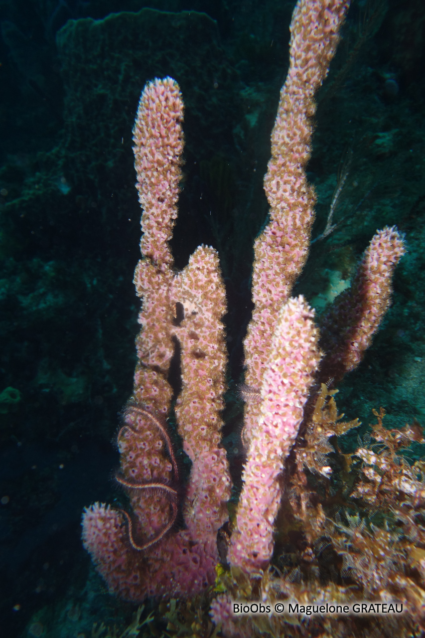 Eponge niphates érigée - Niphates erecta - Maguelone GRATEAU - BioObs