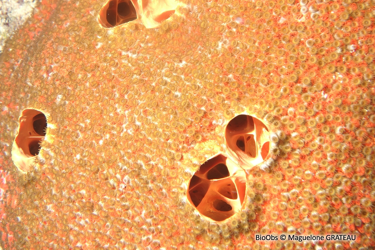 Zoanthaire-éponge grisâtre - Umimayanthus parasiticus - Maguelone GRATEAU - BioObs