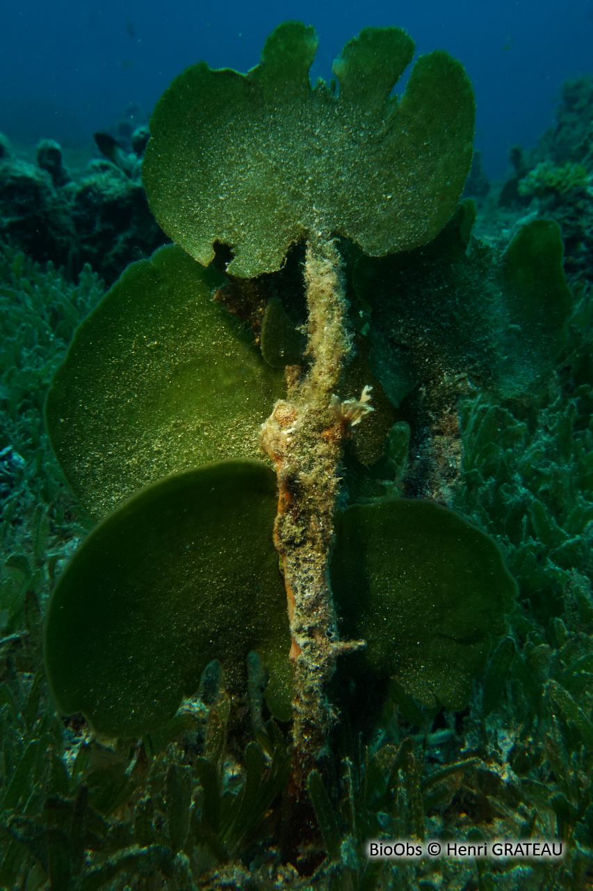 Algue pagaie - Avrainvillea asarifolia - Henri GRATEAU - BioObs