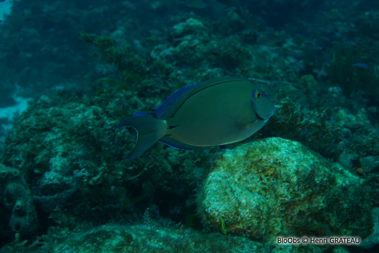 Chirurgien noir - Acanthurus tractus - Henri GRATEAU - BioObs