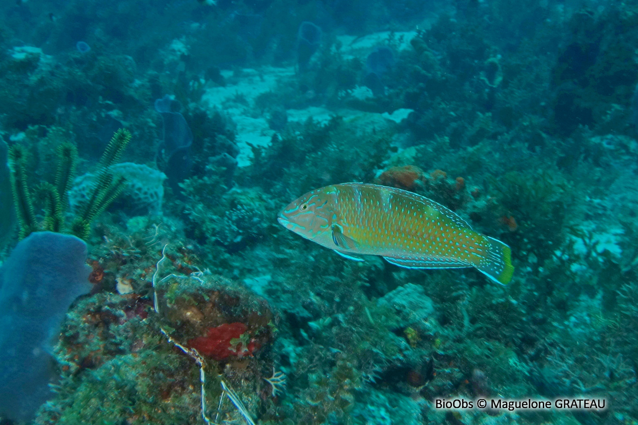Labre arc en ciel - Halichoeres radiatus - Maguelone GRATEAU - BioObs
