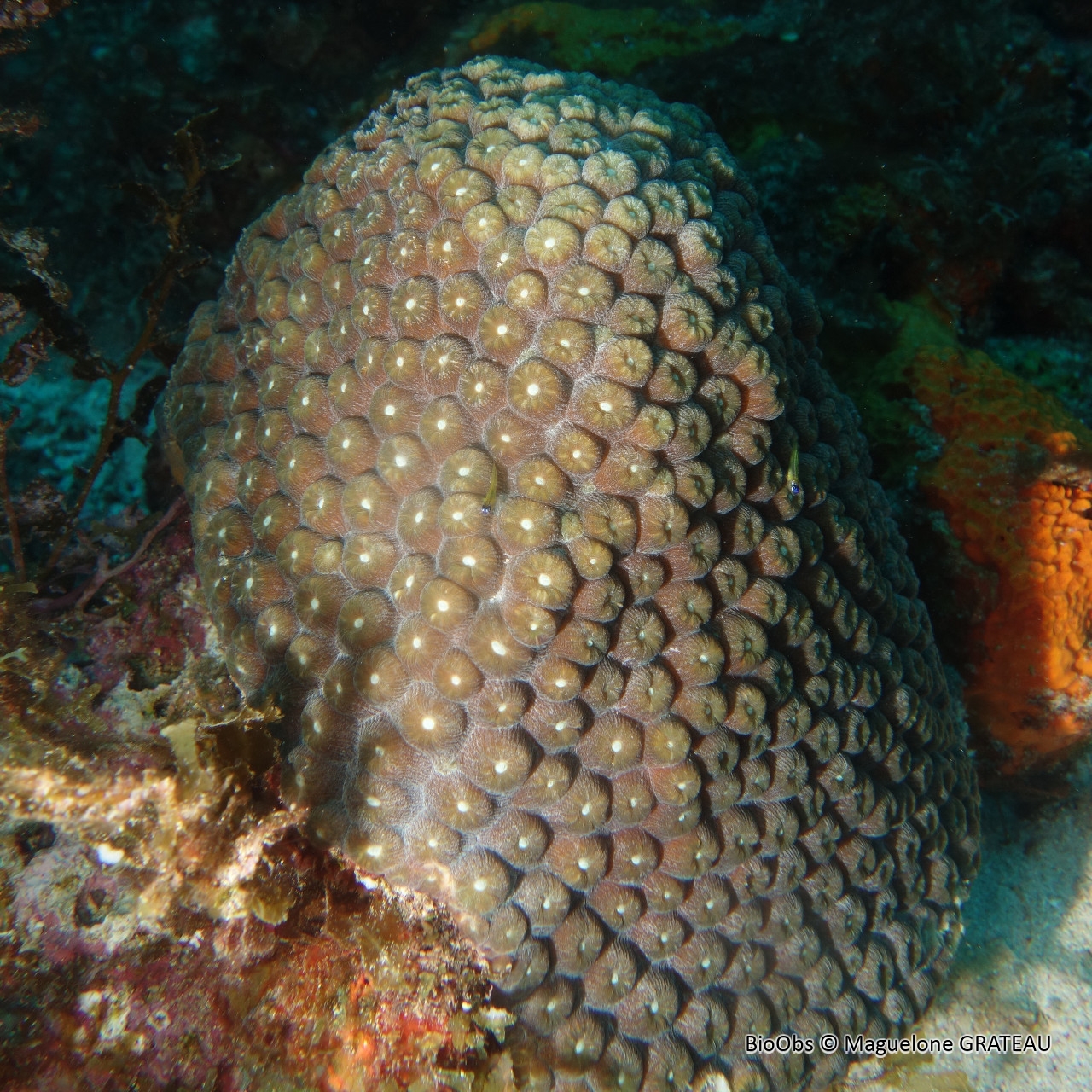 Montastrea (genre) - Montastrea sp - Maguelone GRATEAU - BioObs