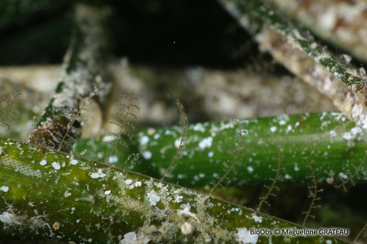Aglaophenia à crochets - Aglaophenia harpago - Maguelone GRATEAU - BioObs