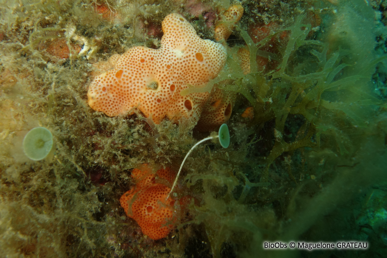 Ascidie coloniale beige - Lissoclinum weigelei - Maguelone GRATEAU - BioObs