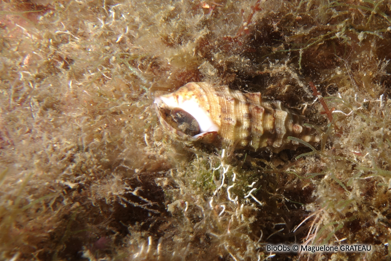 Cérithe goumier - Cerithium vulgatum - Maguelone GRATEAU - BioObs