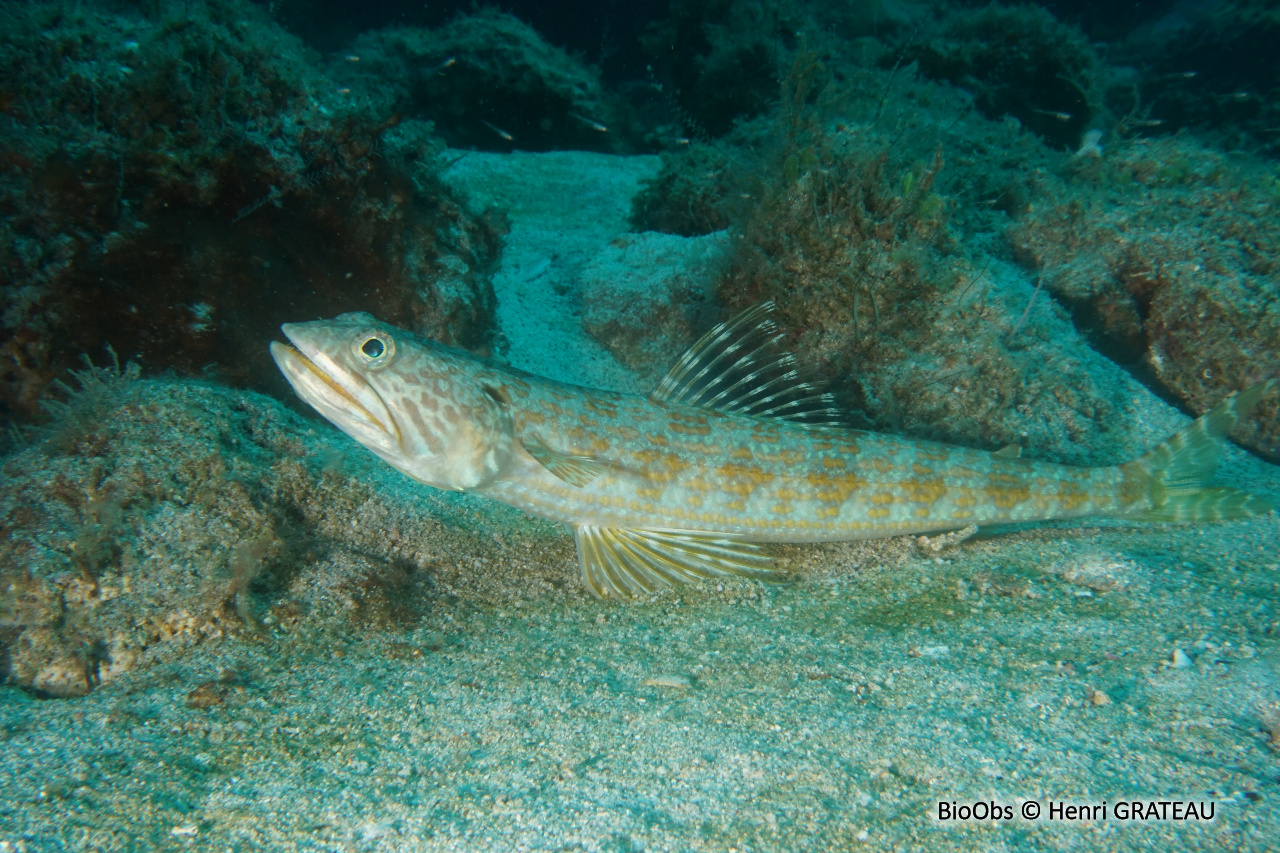 Anoli de sable - Synodus intermedius - Henri GRATEAU - BioObs