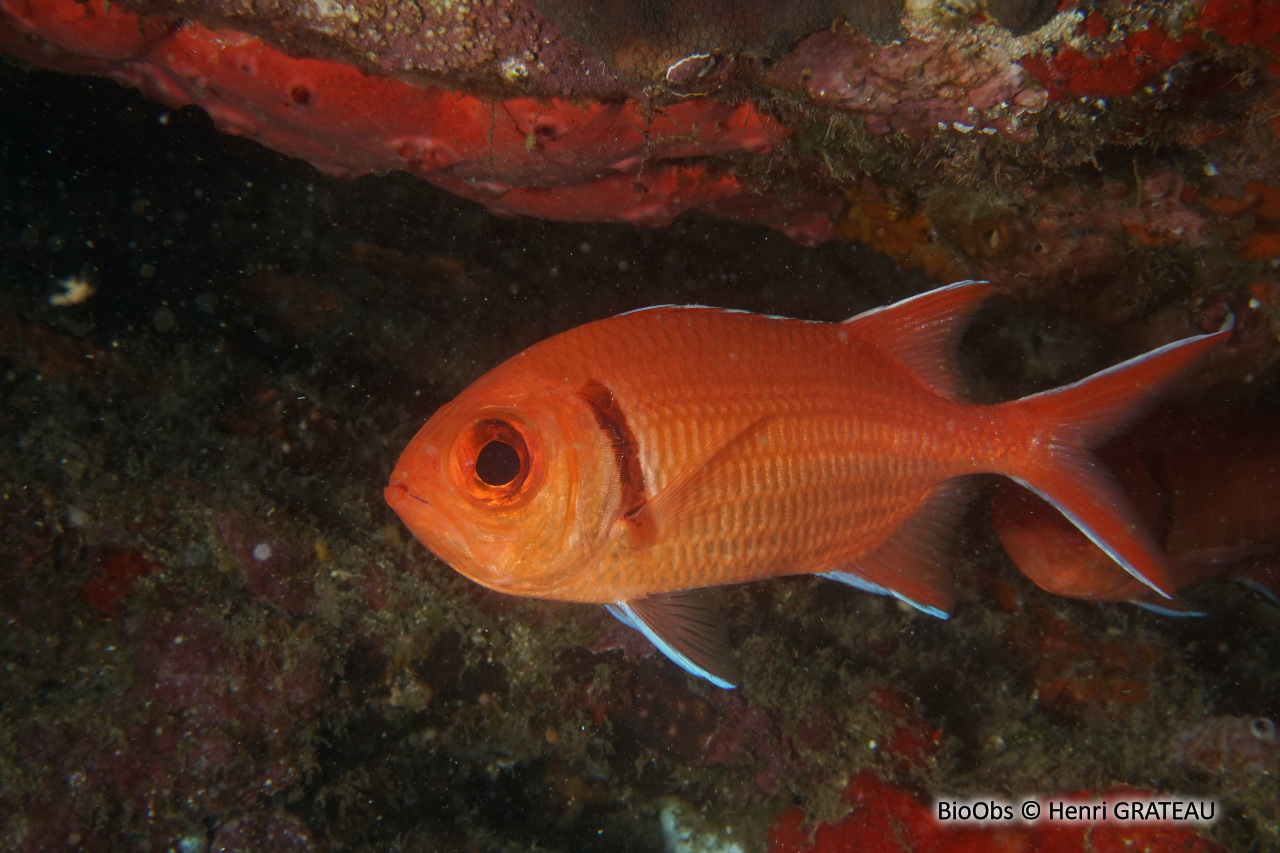 Mombin - Myripristis jacobus - Henri GRATEAU - BioObs