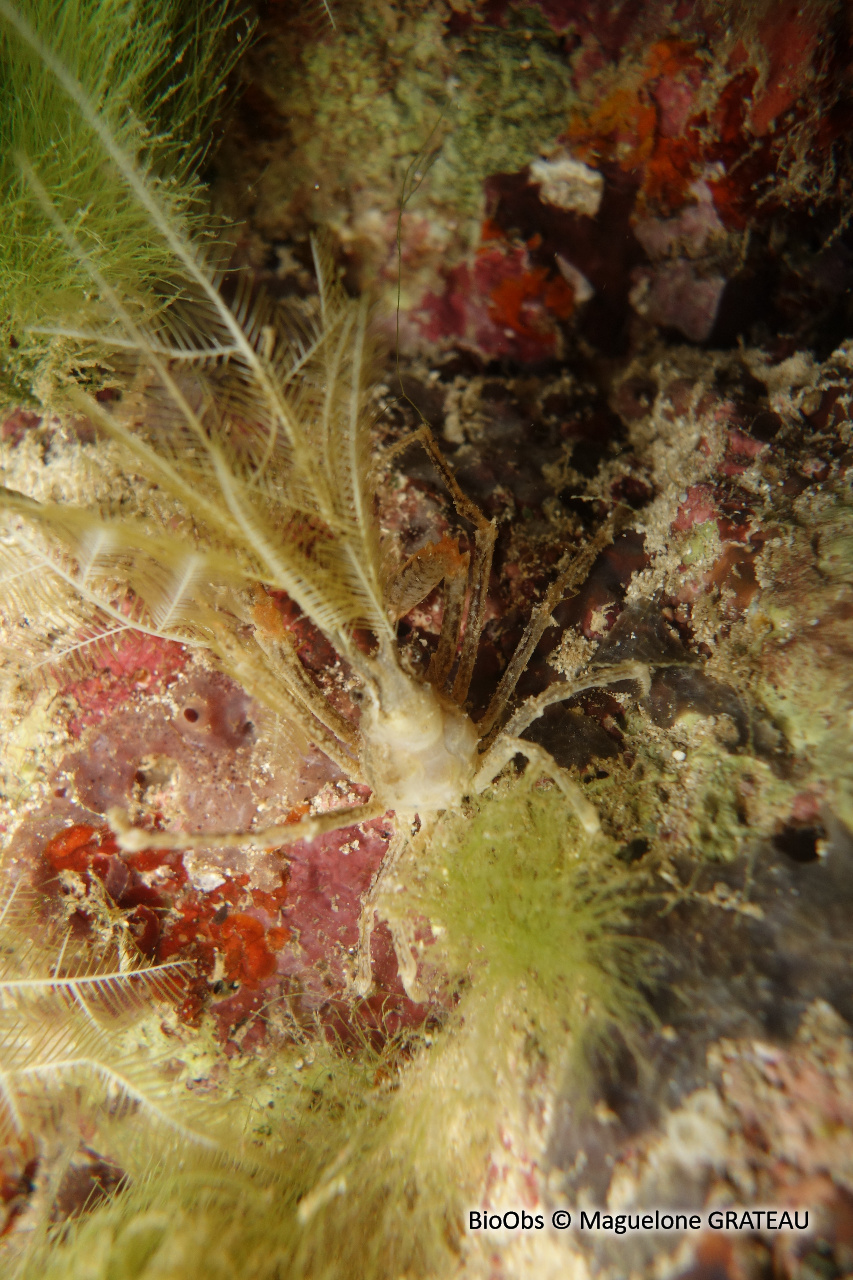 Crabe décorateur hydroïde - Naxioides taurus - Maguelone GRATEAU - BioObs