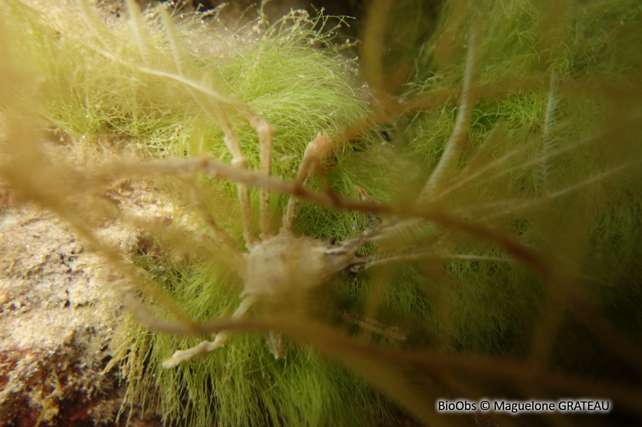 Crabe décorateur hydroïde - Naxioides taurus - Maguelone GRATEAU - BioObs
