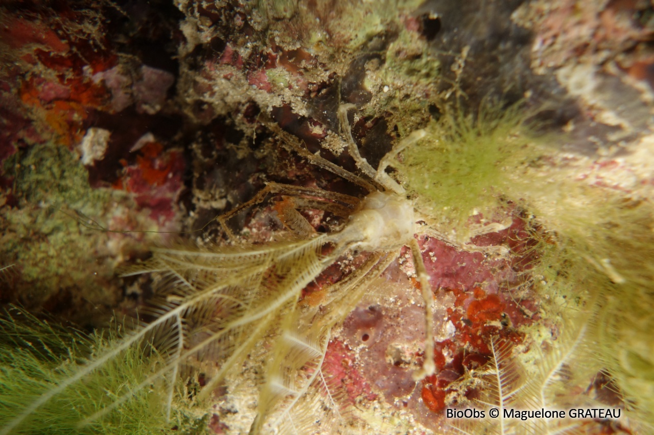 Crabe décorateur hydroïde - Naxioides taurus - Maguelone GRATEAU - BioObs