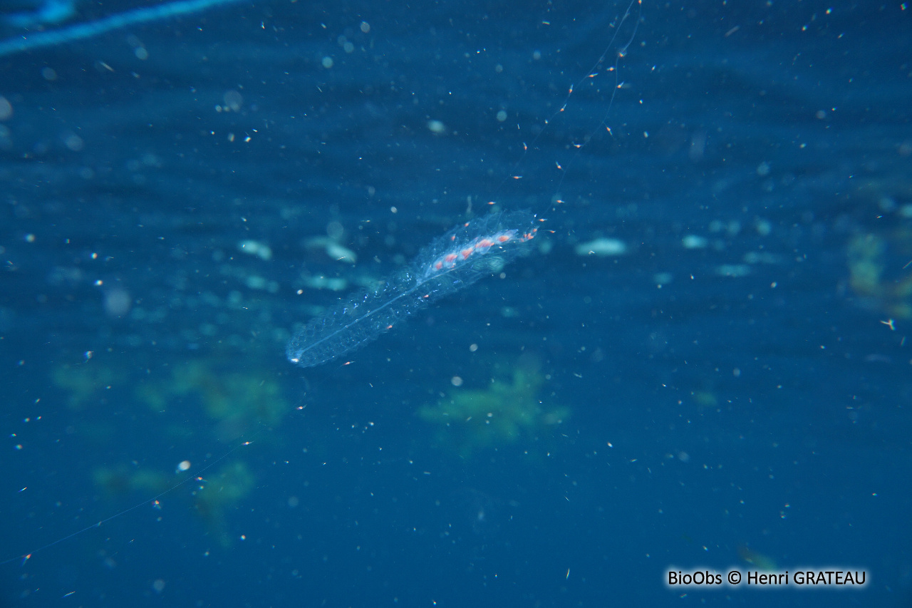 Siphonophores Forskalia (edwardsii/contorta) - Forskalia - Henri GRATEAU - BioObs