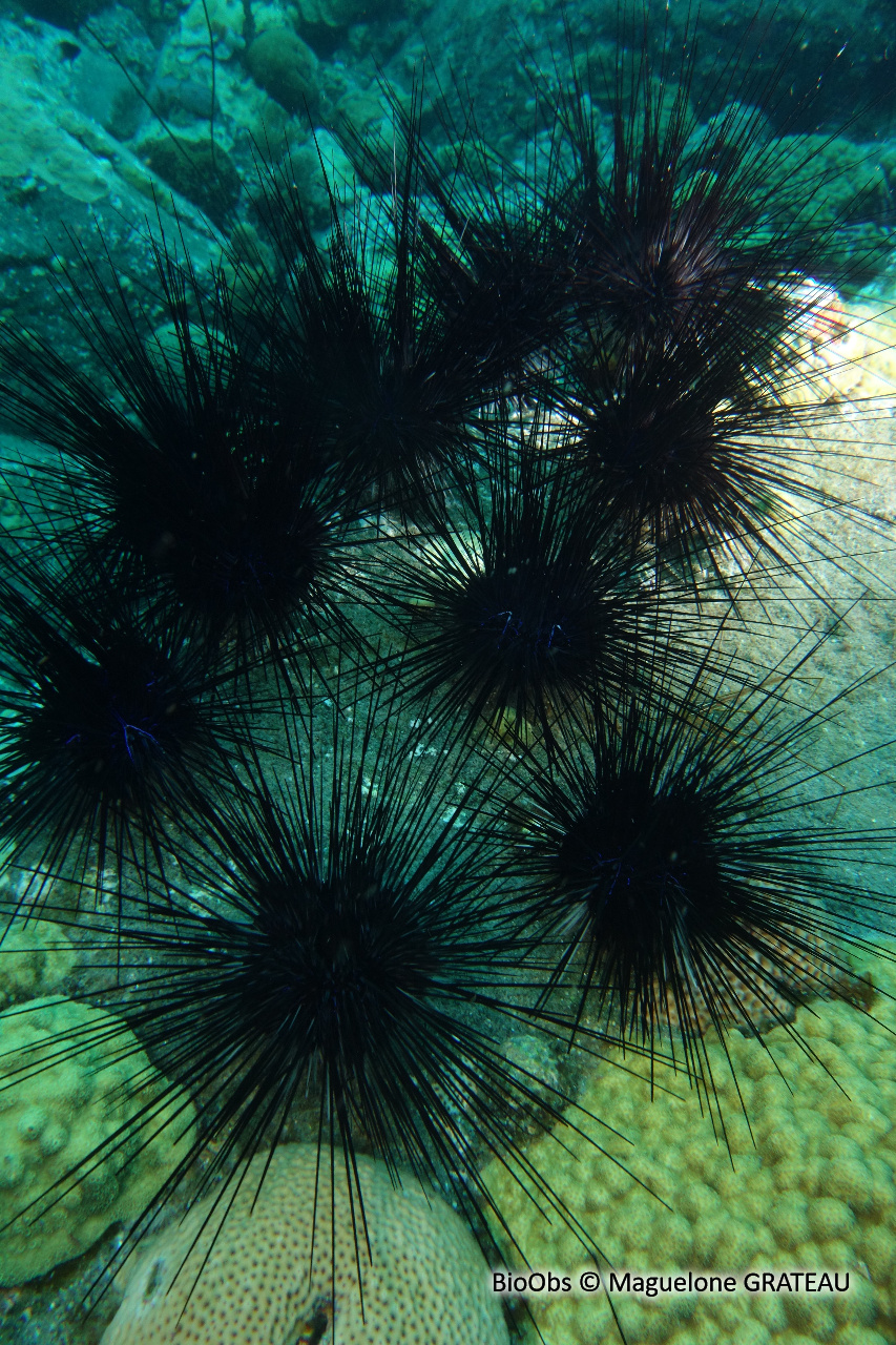 Oursin diadème des Antilles - Diadema antillarum - Maguelone GRATEAU - BioObs