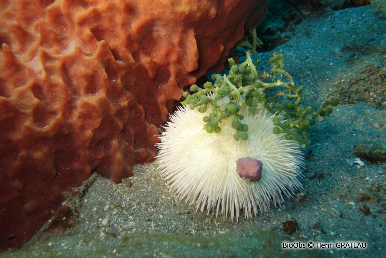 Oursin multicolore - Lytechinus variegatus - Henri GRATEAU - BioObs