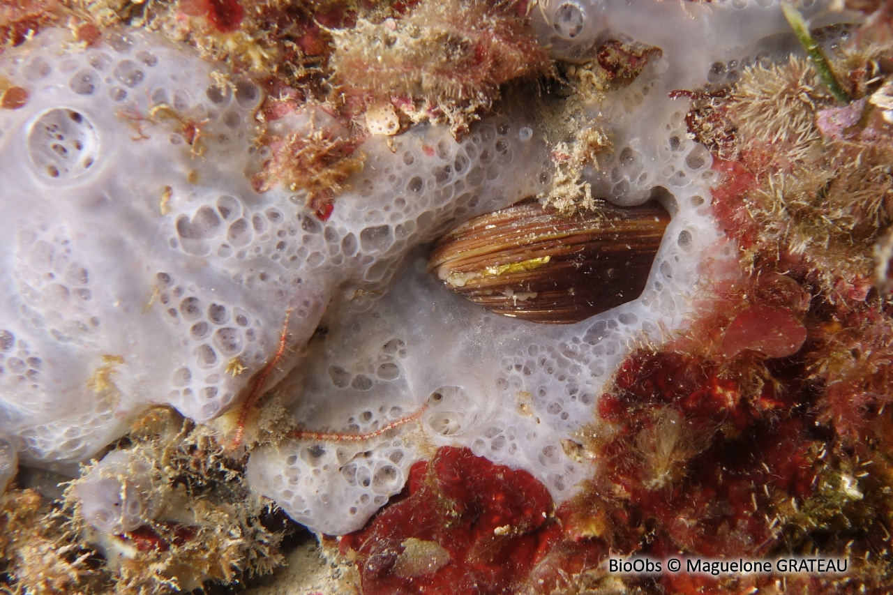 Datte de mer - Lithophaga lithophaga - Maguelone GRATEAU - BioObs