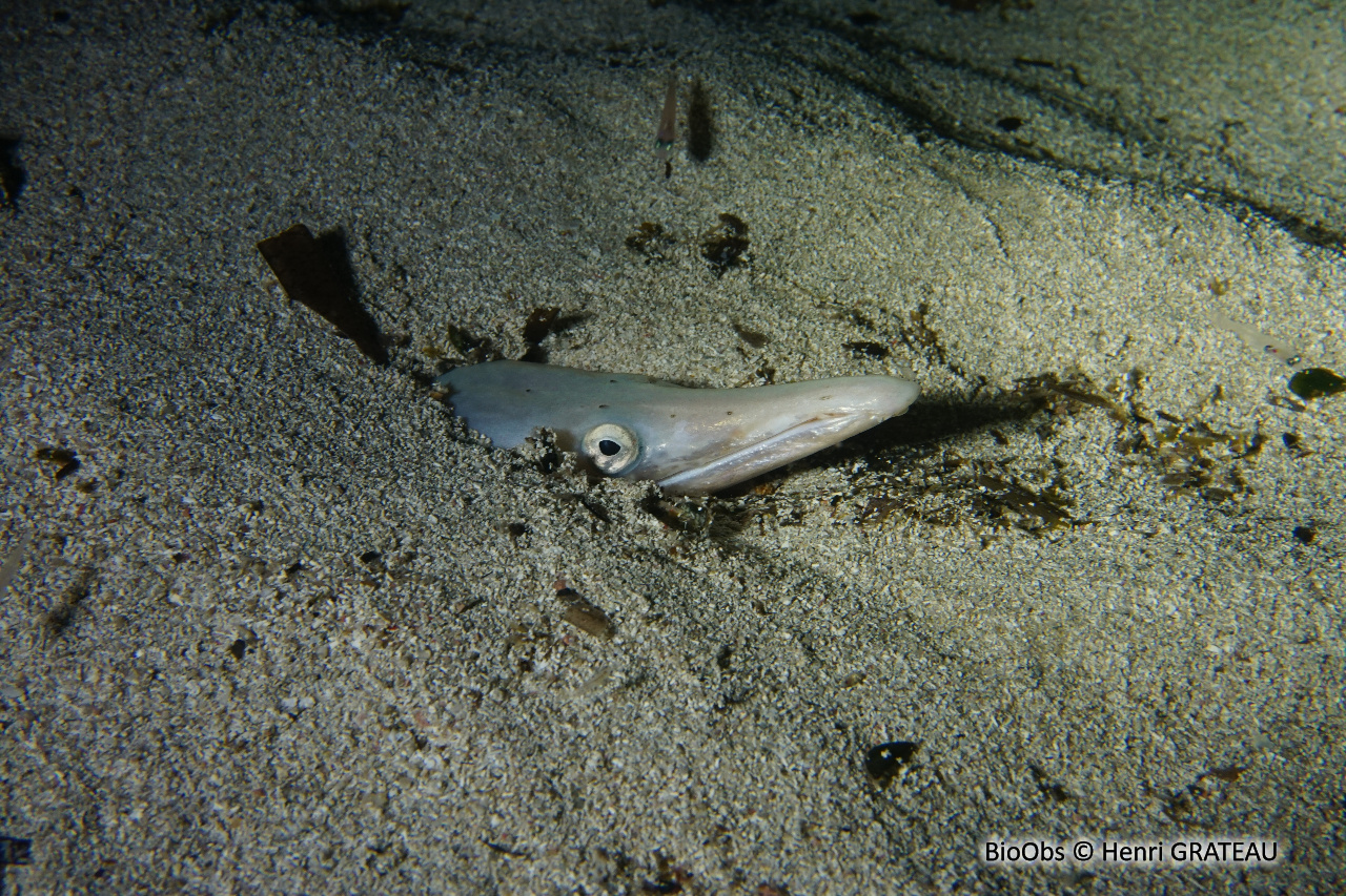 Serpenton à long nez - Ophisurus serpens - Henri GRATEAU - BioObs