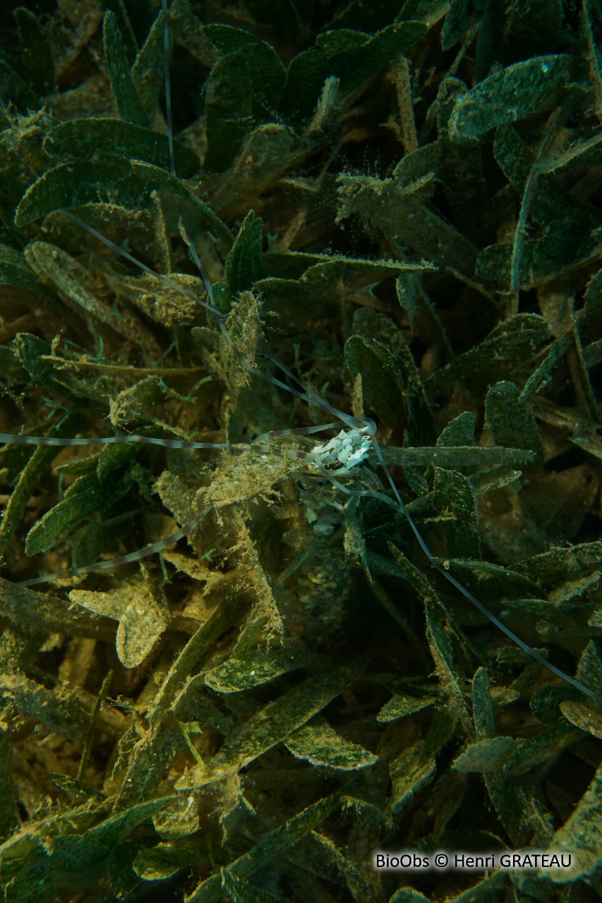 Térebelle méduse - Loimia medusa - Henri GRATEAU - BioObs
