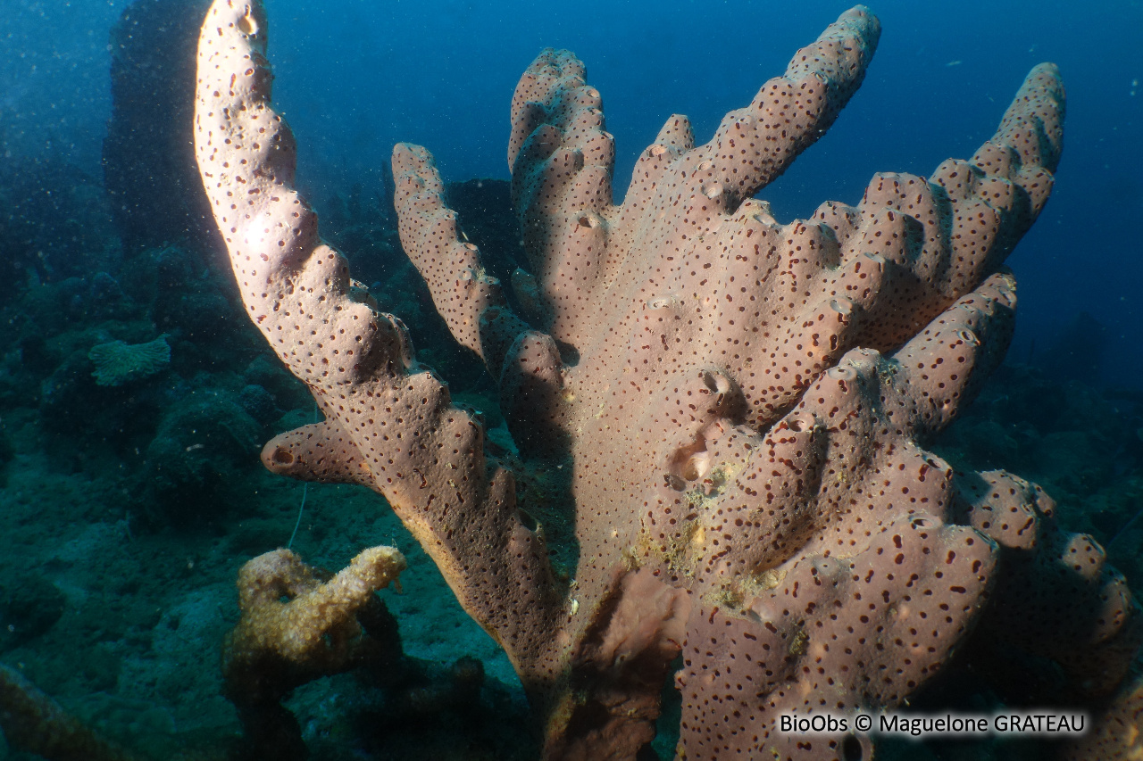 Zoanthaire-éponge marron - Bergia puertoricense - Maguelone GRATEAU - BioObs